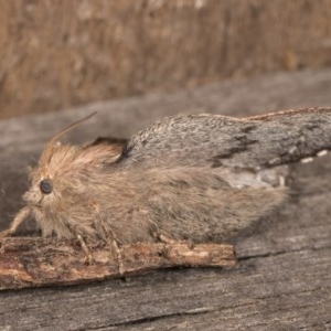 Symphyta undescribed species at Melba, ACT - 22 Oct 2020