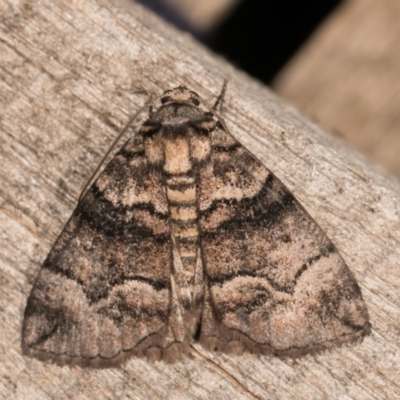 Dysbatus undescribed species (A Line-moth) at Melba, ACT - 22 Oct 2020 by kasiaaus