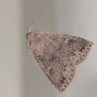 Pantydia sparsa (Noctuid Moth) at Melba, ACT - 22 Oct 2020 by kasiaaus