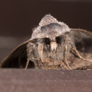 Pantydia sparsa at Melba, ACT - 22 Oct 2020 11:10 PM