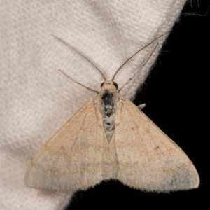 Scopula rubraria at Melba, ACT - 22 Oct 2020