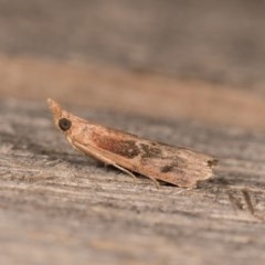 Phycitinae (subfamily) at Melba, ACT - 22 Oct 2020