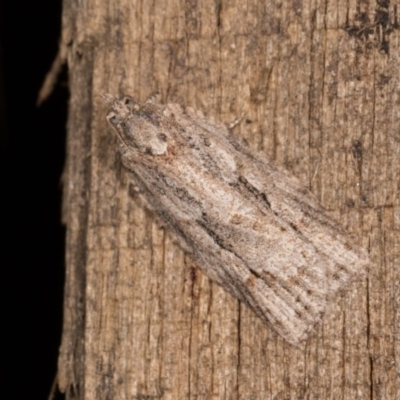 Acropolitis rudisana (Family Tortricinae) at Melba, ACT - 22 Oct 2020 by kasiaaus