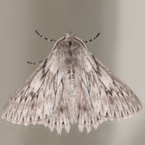 Cyneoterpna wilsoni at Melba, ACT - 22 Oct 2020