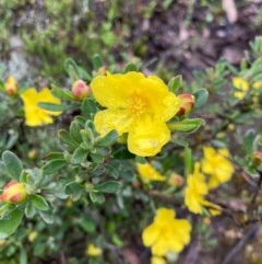 Hibbertia obtusifolia (Grey Guinea-flower) at QPRC LGA - 23 Oct 2020 by yellowboxwoodland