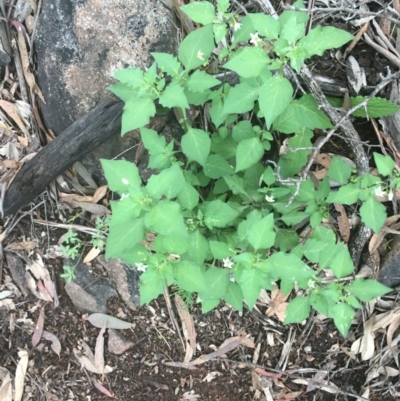 Solanum nigrum (Black Nightshade) at O'Malley, ACT - 24 Oct 2020 by Tapirlord