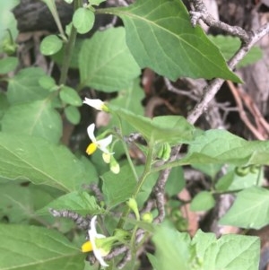 Solanum nigrum at O'Malley, ACT - 24 Oct 2020 03:15 PM