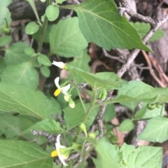 Solanum nigrum at O'Malley, ACT - 24 Oct 2020