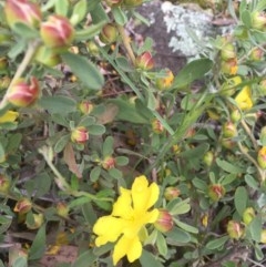 Hibbertia obtusifolia (Grey Guinea-flower) at O'Malley, ACT - 24 Oct 2020 by Tapirlord