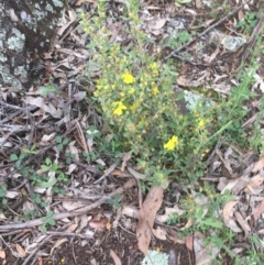 Hibbertia obtusifolia at O'Malley, ACT - 24 Oct 2020