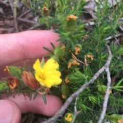 Hibbertia calycina (Lesser Guinea-flower) at O'Malley, ACT - 24 Oct 2020 by Tapirlord