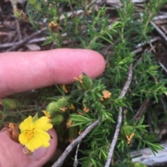 Hibbertia calycina at O'Malley, ACT - 24 Oct 2020