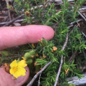 Hibbertia calycina at O'Malley, ACT - 24 Oct 2020 03:17 PM