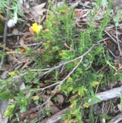 Hibbertia calycina at O'Malley, ACT - 24 Oct 2020 03:17 PM