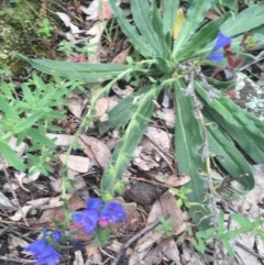 Echium vulgare (Vipers Bugloss) at O'Malley, ACT - 24 Oct 2020 by Tapirlord