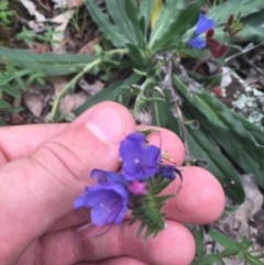 Echium vulgare at O'Malley, ACT - 24 Oct 2020