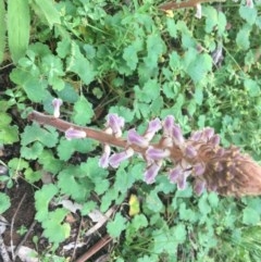 Orobanche minor at O'Malley, ACT - 24 Oct 2020