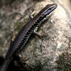 Eulamprus heatwolei (Yellow-bellied Water Skink) at Berlang, NSW - 23 Oct 2020 by trevsci