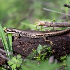 Eulamprus heatwolei at Berlang, NSW - 23 Oct 2020