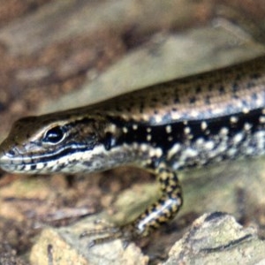 Eulamprus heatwolei at Berlang, NSW - 23 Oct 2020