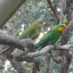 Polytelis swainsonii (Superb Parrot) at Deakin, ACT - 24 Oct 2020 by JackyF