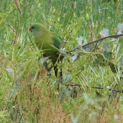 Polytelis swainsonii (Superb Parrot) at Red Hill to Yarralumla Creek - 24 Oct 2020 by JackyF