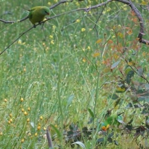 Polytelis swainsonii at Hughes, ACT - suppressed