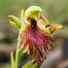 Calochilus montanus (Copper Beard Orchid) at O'Connor, ACT - 24 Oct 2020 by shoko