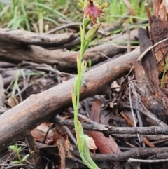 Calochilus montanus at O'Connor, ACT - 24 Oct 2020