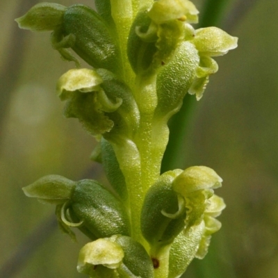 Microtis unifolia (Common Onion Orchid) at Black Mountain - 23 Oct 2020 by shoko