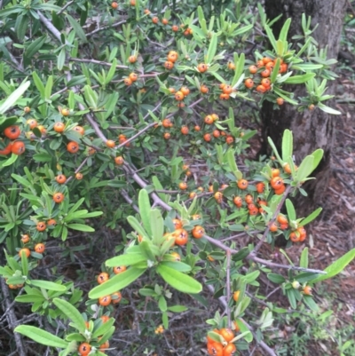 Pyracantha angustifolia (Firethorn, Orange Firethorn) at O'Malley, ACT - 24 Oct 2020 by Tapirlord