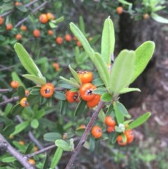 Pyracantha angustifolia at O'Malley, ACT - 24 Oct 2020 03:19 PM