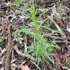 Xerochrysum viscosum at Burra, NSW - 23 Oct 2020