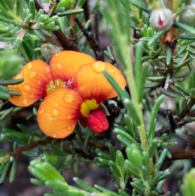 Dillwynia sericea (Egg And Bacon Peas) at Burra, NSW - 23 Oct 2020 by Safarigirl