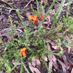 Dillwynia sericea at Burra, NSW - 23 Oct 2020 07:19 PM