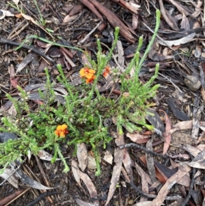 Dillwynia sericea at Burra, NSW - 23 Oct 2020