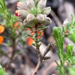 Dillwynia sericea at Burra, NSW - 23 Oct 2020