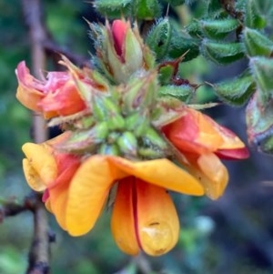 Pultenaea procumbens at Burra, NSW - 23 Oct 2020