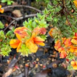 Pultenaea procumbens at Burra, NSW - 23 Oct 2020