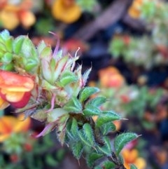 Pultenaea procumbens at Burra, NSW - 23 Oct 2020 07:10 PM