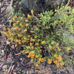 Pultenaea procumbens at Burra, NSW - 23 Oct 2020