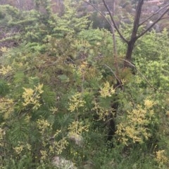 Acacia mearnsii (Black Wattle) at O'Malley, ACT - 24 Oct 2020 by Tapirlord