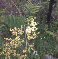 Acacia mearnsii at O'Malley, ACT - 24 Oct 2020