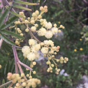 Acacia mearnsii at O'Malley, ACT - 24 Oct 2020