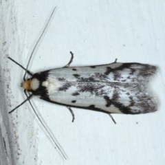 Philobota lysizona (A concealer moth) at Ainslie, ACT - 23 Oct 2020 by jb2602