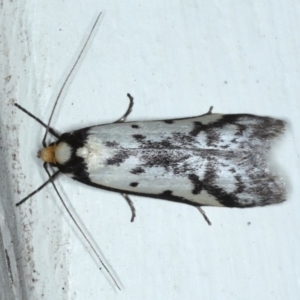 Philobota lysizona at Ainslie, ACT - 23 Oct 2020