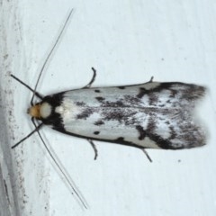 Philobota lysizona (A concealer moth) at Ainslie, ACT - 23 Oct 2020 by jbromilow50