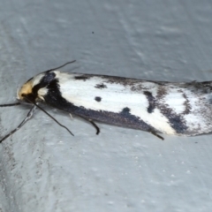 Philobota lysizona at Ainslie, ACT - 23 Oct 2020