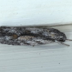 Agriophara dyscapna (A Flat-bodied moth (Depressidae) at Ainslie, ACT - 23 Oct 2020 by jb2602