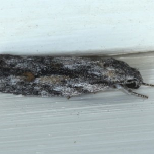 Agriophara dyscapna at Ainslie, ACT - 23 Oct 2020